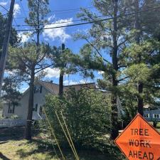 Pine-Tree-Removals-in-Oxford-MD 6